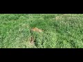 Elk and deer