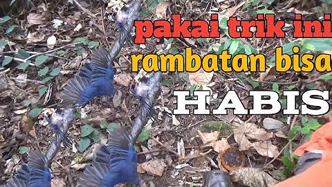 Cara dan trik mikat burung rambatan paruh merah