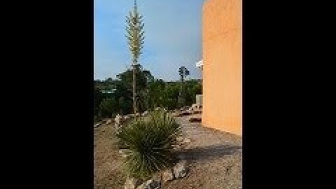 Soaptree yucca