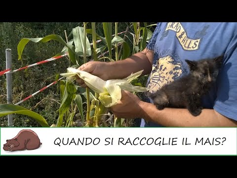 Video: Stalk Marciume nel mais dolce - Trattamento per mais dolce con steli in decomposizione