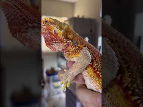 Video: ¿Por qué la nariz de mi dragón barbudo se está poniendo blanca?