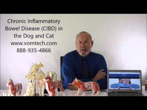 Best Food For Cats With Irritable Bowel Disease Best Food For Cats With Irritable Bowel Disease