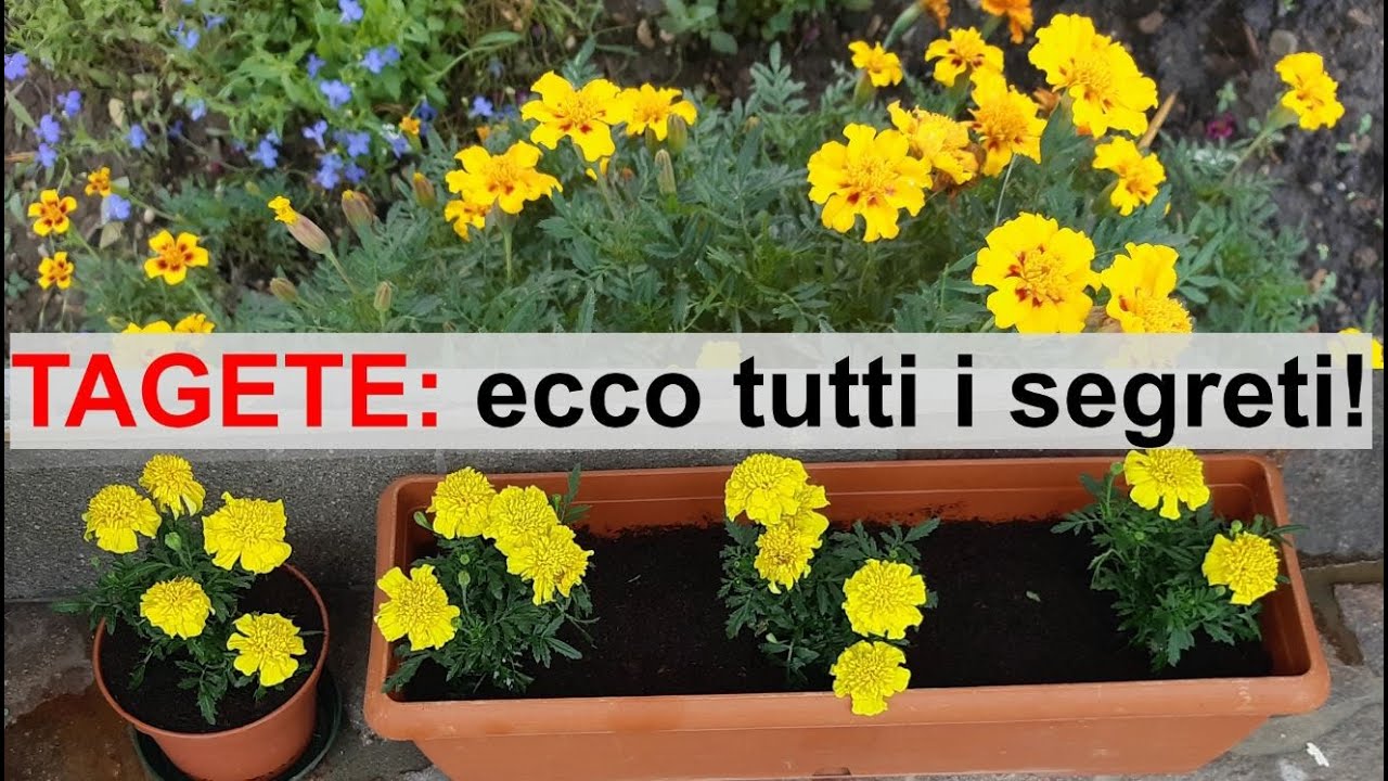 TAGETE: nane o alte, ce ne sono di tutti i colori! - W&A Gardens: orto e giardino