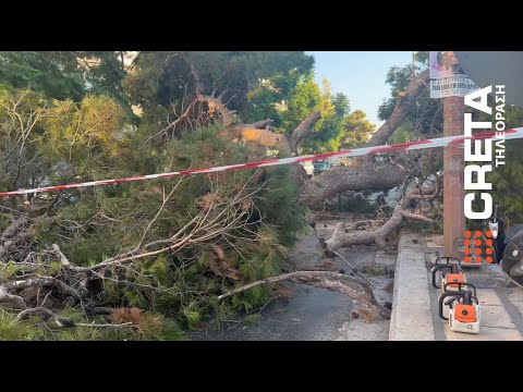 Σοκ στο Ηράκλειο. Δέντρο έπεσε πάνω σε οδηγό μοτοσικλέτας και τον σκότωσε.