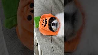 치와와는 참지안긔