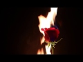 Burning rose