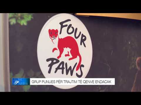 Video: PETA Lufton 'Luftrat E Qeneve' Me Aplikacionin E Tyre