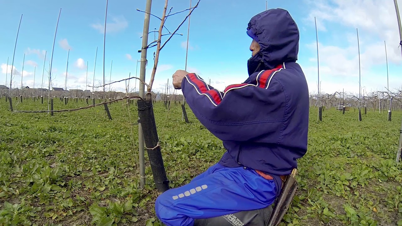 りんごワイ台４年木の剪定