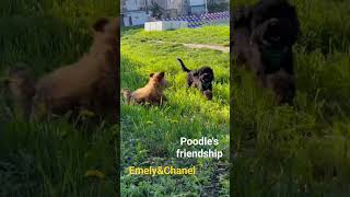 Toy poodle #Emely | FRIENDSHIP BETWEEN DOGS #shorts #poodles #puppy #poodle #youtubeshorts