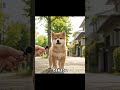 #柴犬 #豆柴 #犬 #犬のいる暮らし #いぬすたぐらむ