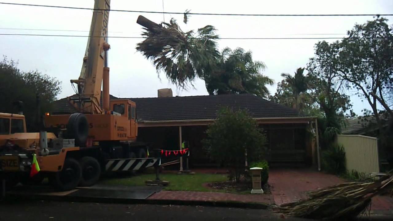 Cotton palm tree removal with crane - YouTube
