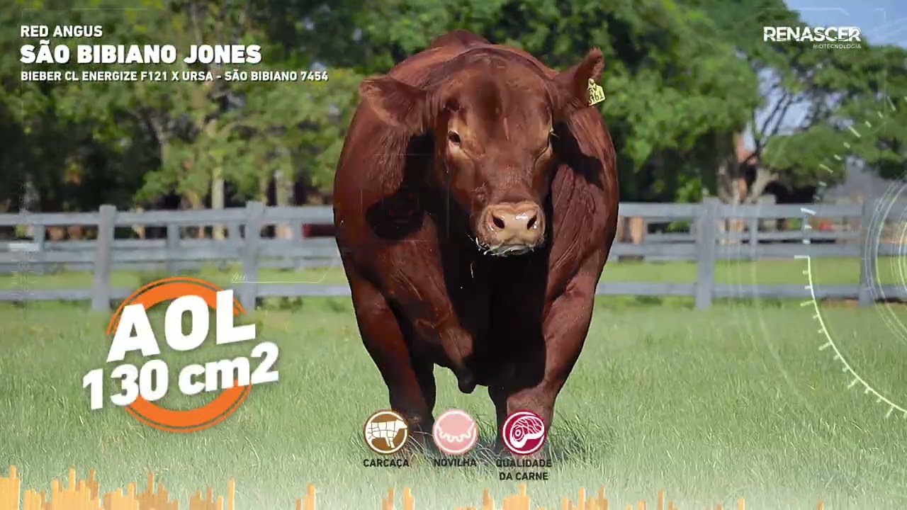 Jones - Reprodutor Red Angus | Renascer Biotecnologia