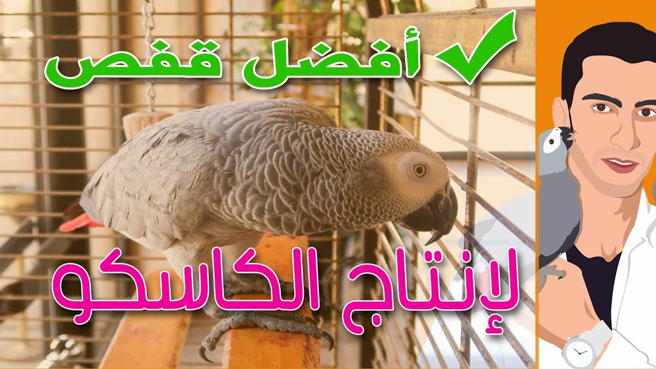 (13)أفضل قفص لإنتاج ببغاء الكاسكو، هذه مواصفاته وتجهيزاته