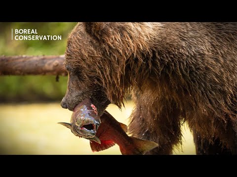 Why the Boreal Forest Matters for Salmon