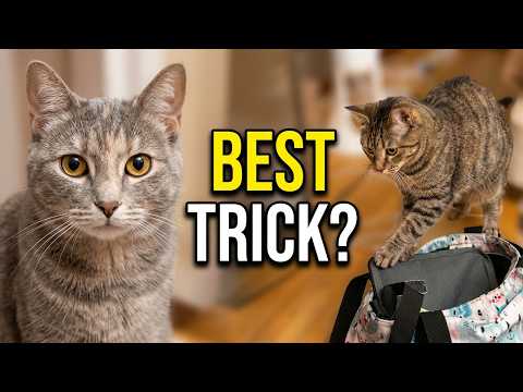 Ralphie vs. Beans: The Ultimate Cat Trick Showdown! 🐾#funnycats