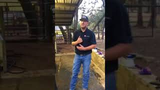 Dying your Calf