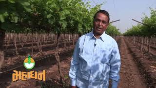 Mahakisaan testimonial gujarati -