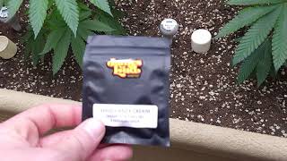 Loud Dreamsicle, Loud Candy Cream & Humbolt Dream, Garden Update #2