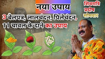 नया उपाय 3 बेलपत्र,लाल चंदन,पीले चंदन,11 चावल के दाने का उपाय#pradeepmishra#pandit_pradeep_ji_mishra