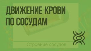 Движение крови по сосудам. Видеоурок по биологии 8 класс