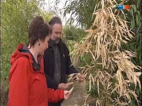 bambus pflege im garten