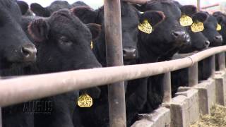 The Angus Report, March 31, 2014: Top News