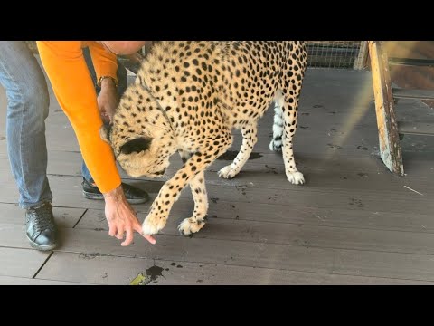 The cheetah loves farm eggs!