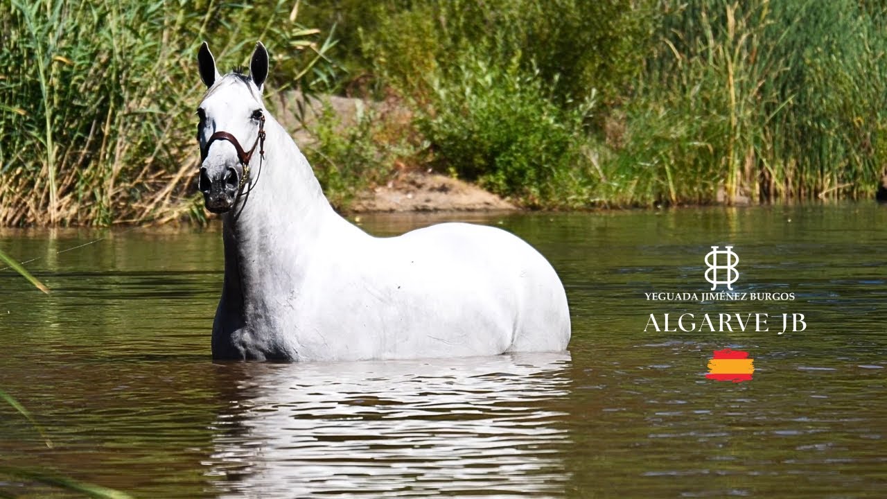 YEGUADA JIMENEZ BURGOS. ALGARVE JB. PURA RAZA ESPAÑOLA