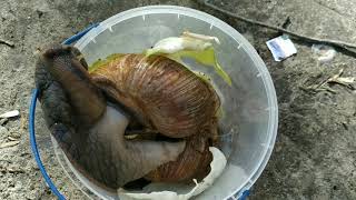 :      .         Achatina snails  