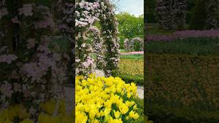 Нидерланды королевский парк #netherlandslife #посетитьнидерланды #spring #цветы #tulip #keukenhof