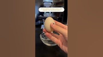 Egg under a microscope #microscope #microscopy #egg #cooking #science #microscopic #upclose #fyp