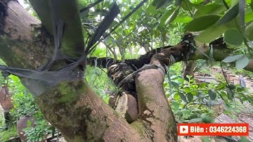 Quất cảnh ghép gốc bưởi dáng độc | Quất cảnh Tết.