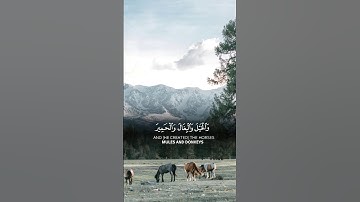 خالدالجليل_والخيل والبغال والحميرلتركبوهاوزينة #تلاوة_خاشعة #حالات_واتس