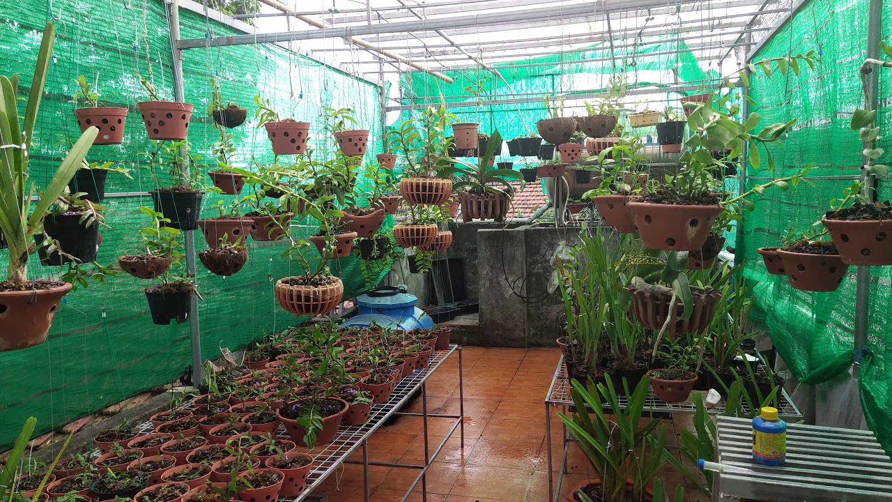 Sai Lầm Cực Lớn Khi Làm Dàn Tưới Phun Xương Tự Động Cho Hoa Lan.