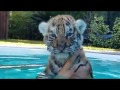 Baby Tigers first time in the pool
