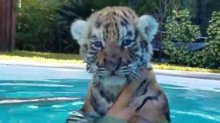 Baby Tigers first time in the pool