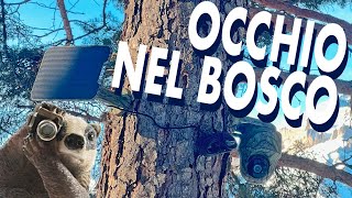 AMMIRARE GLI ANIMALI NEL BOSCO DAL PROPRIO SMARTPHONE