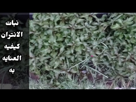 نبات الانتران كيفية العنايه والتكاثر وعمل منه اشكال هندسيه