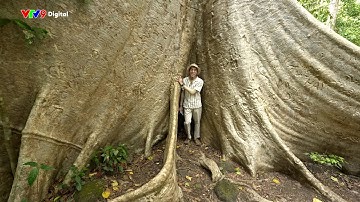 Checkin cây Tung 500 tuổi ở VƯỜN QUỐC GIA CÁT TIÊN | Việt Nam - 365 ngày thú vị | VTV9