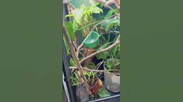 How to attach branches in a chameleon enclosure