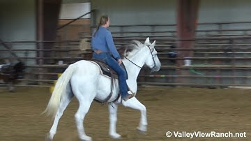 Snickelton - easy jog, turns, lope, stops, walk! - ValleyViewRanch.net