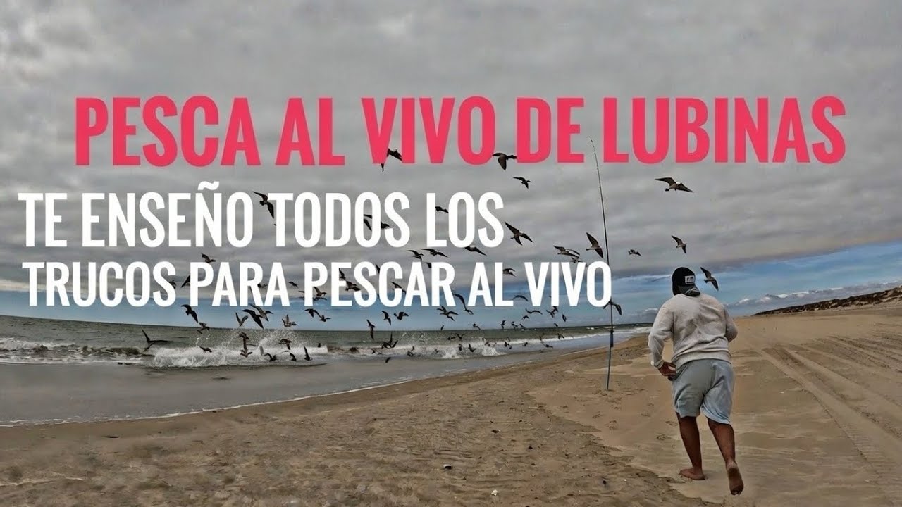 DIA FRENETICO DE LUBINAS ATACANDO-jamas pensé grabar una gran pajarera bajo mis cañas 