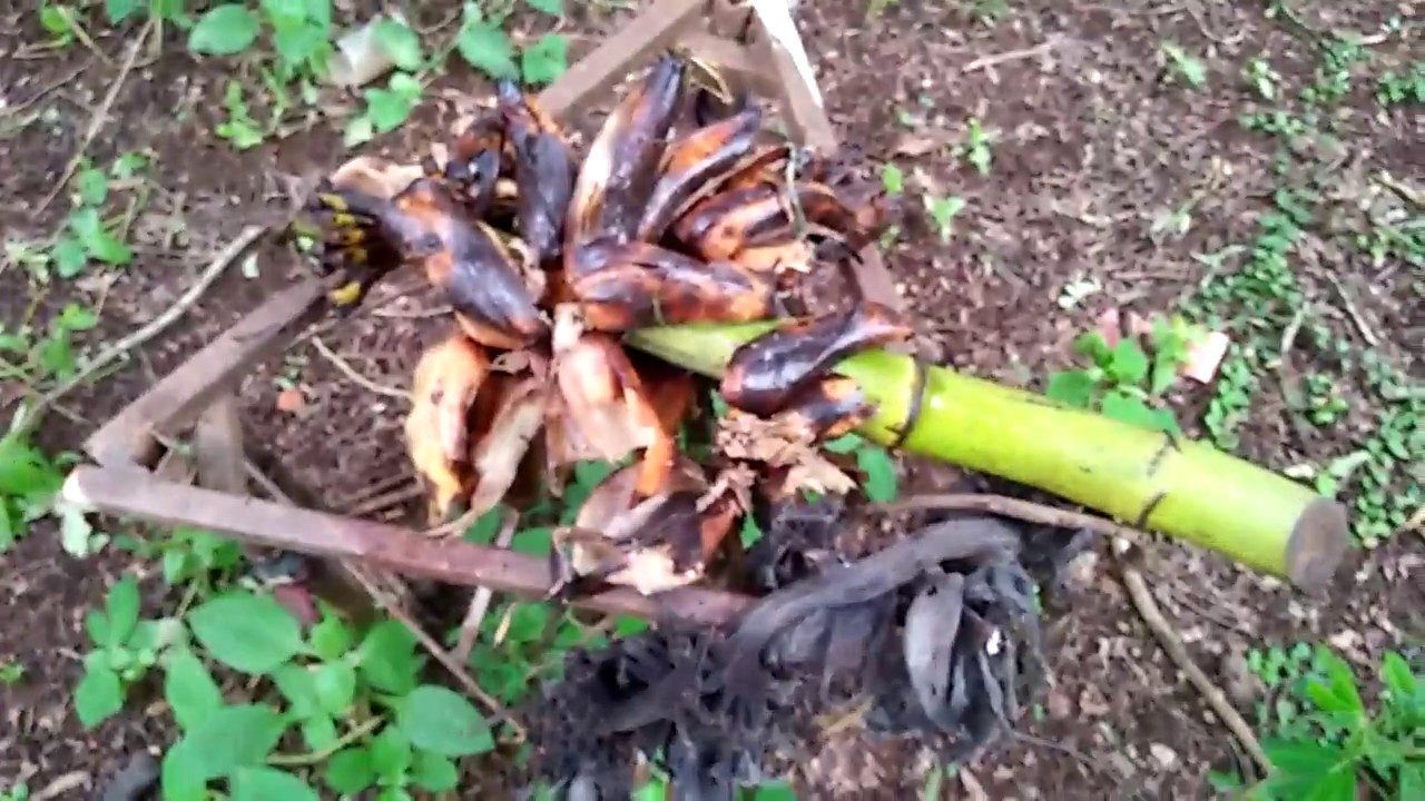 การให้อาหารผึ้งเลี้ยงนอกเหนือจากธรรมชาติ(25600821-17น)