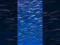 Not Everyone Will Understand 🐟