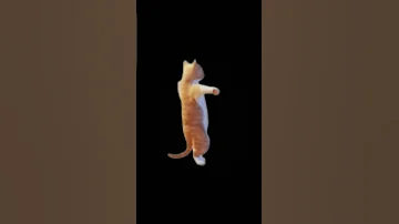 زينة زوزو الحلوة الشقرا القطة اكسبلور فولو Explore Viral Shortsvideo 