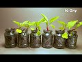 Growing radish in canning jars - time lapse 44 days - #greentimelapse #gtl #timelapse
