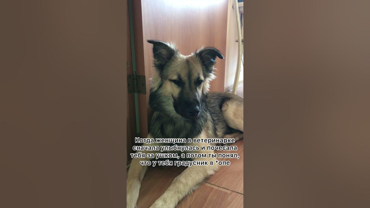 Привезла волка к ветеринару