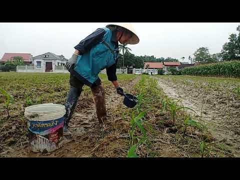 Video: Chăm sóc cây ngô đồng
