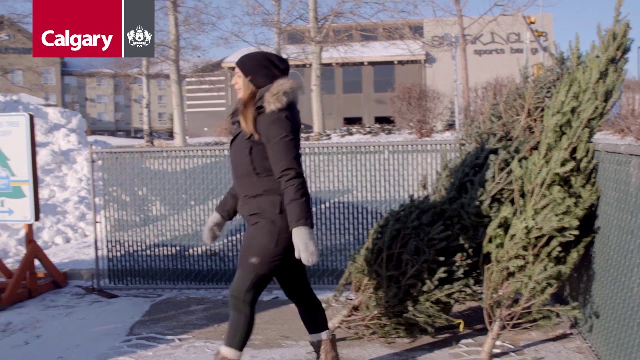 Christmas Tree Recycling - YouTube