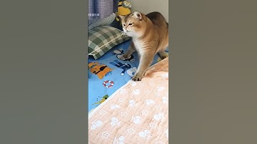 funny cat #cat #funny #shorts #fypシ゚viral #pov